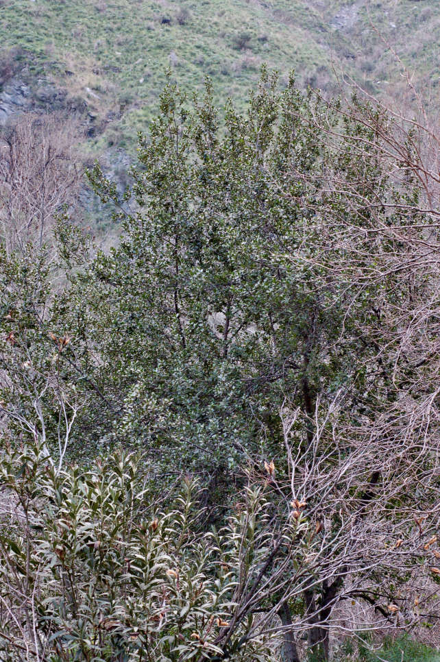 Rhamnus alaternus